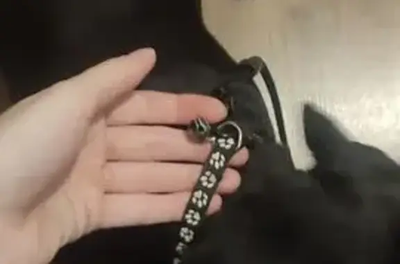 Найдена собака, ул. Пушкина 59/1, Томск