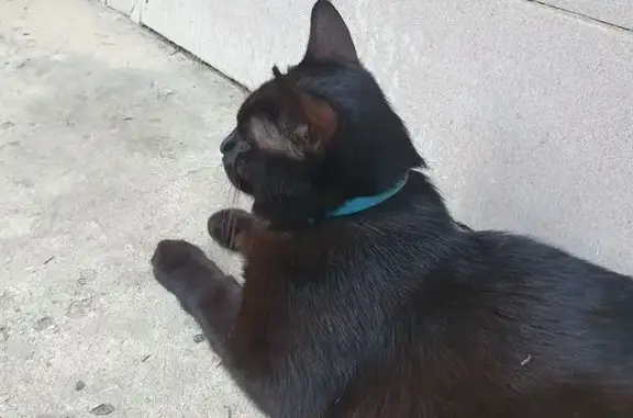 Найдена кошка, Сочи, фото: Кошка найдена: ул. Ульянова, 80, Сочи