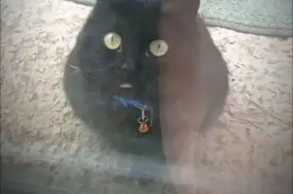 Кошки потеряшки, Суворов, фото: Потеряшка кошка, ул. Пушкина, 13Б, Суворов