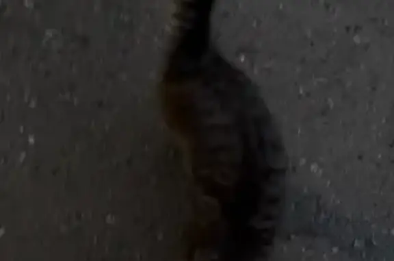 Кошка найдена, ул. Республики 157, Тюмень