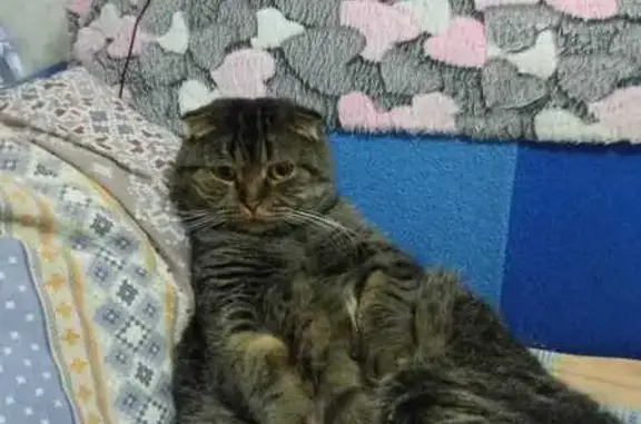 Пропала черная кошка, Ленина 112, Богородск