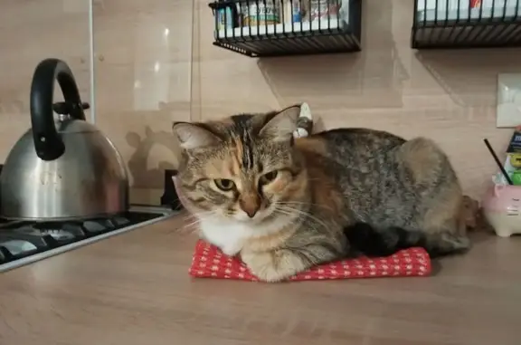 Пропала кошка в Белозерках, Самарская обл.