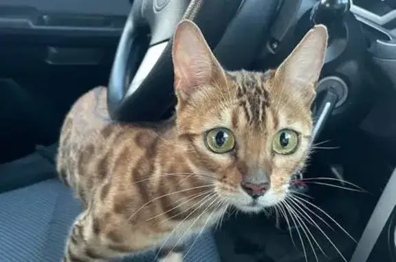 Кошка найдена: Томск, р. Томи, 29