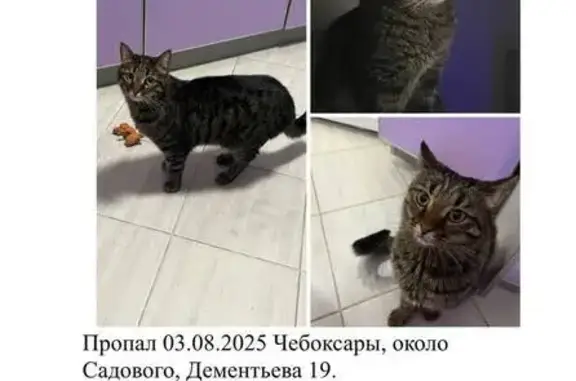 Пропала кошка на Дементьева 19, Чебоксары