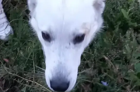 Пропала собака в д.Кадышево, Мордовия
