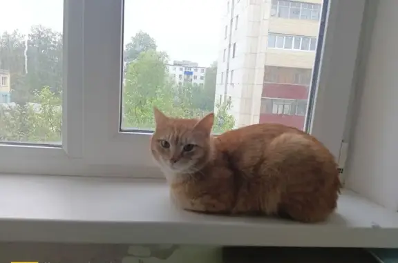 Пропала кошка, Салават, Башкортостан