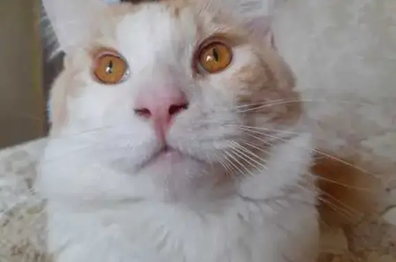 Кошки потеряшки, Тула, фото: Потеряшка рыжий мейн-кун, Максимовского 9