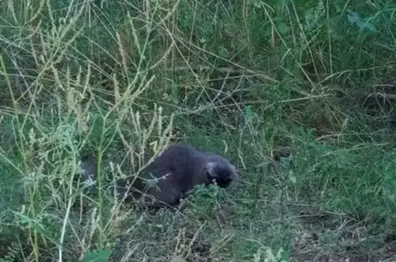 Найдена кошка, Набережные Челны, фото: Кошка найдена за рынком Алан, НЧ