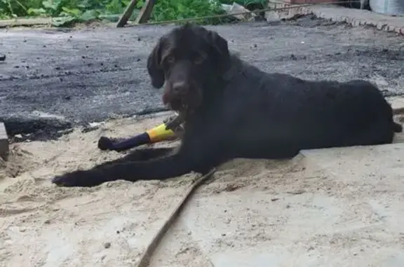 Собаки потеряшки, Йошкар-Ола, фото: Потеряшка собака, ул. Тукая, 1А, Йошкар-Ола