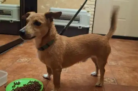 Найдена собака на ул. Конева, 18Г, Вологда