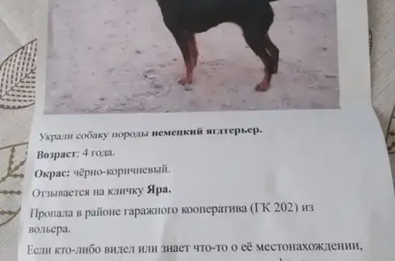 Собаки потеряшки, Курган, фото: Потеряшка собака, 9-й Керамзитный пер., 7