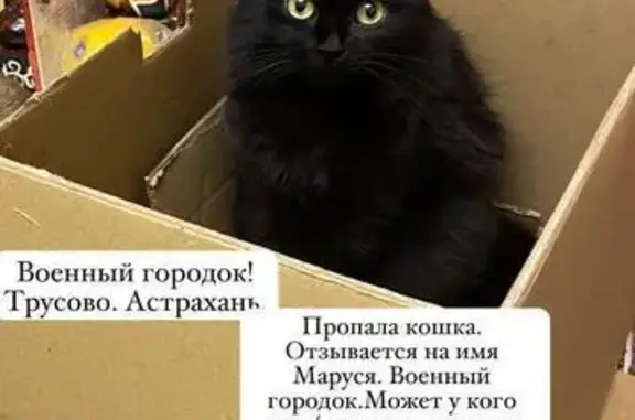 Пропала кошка, Грановский пер. 71 к1