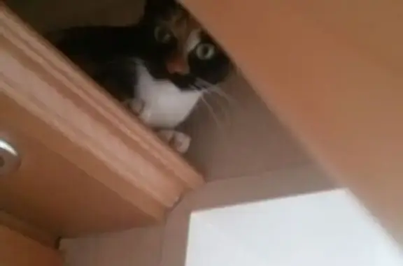 Кошки потеряшки, Петрозаводск, фото: Потеряшка кошка, Лыжная ул. 5, Петрозаводск