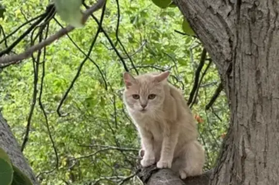 Найдена кошка, Мостовской, фото: Кошка найдена на Калинина 58, Мостовской