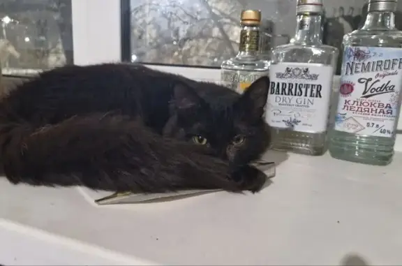 Пропала кошка, пр. Победы 380, Челябинск