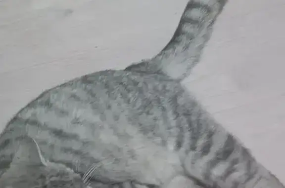 Пропала кошка, ул. Крупской, 4, Моршанск