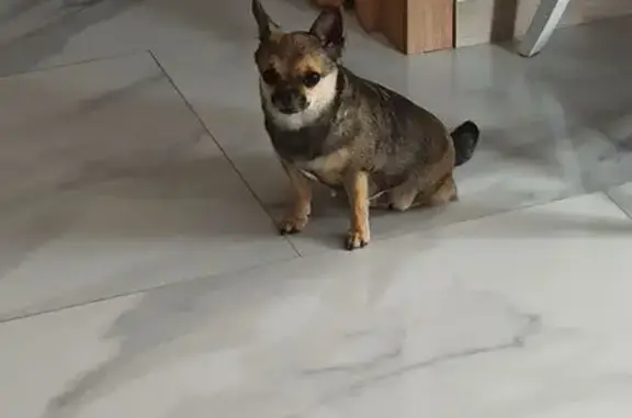 Собака найдена: ул. Писарева, Липецк