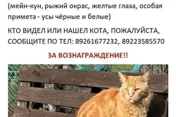 Пропал кот Лео, ул. Федотова, 8, Пермь