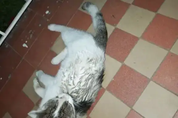 Найдена кошка, Ярославль, фото: Кошка найдена, ул. Писемского, 54, Ярославль