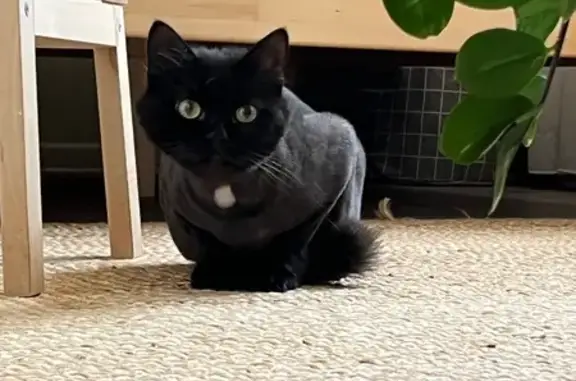 Кошка найдена в Парголово, СПб