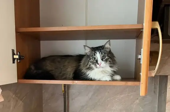 Кошки потеряшки, Мытищи, фото: Потеряшка кошка, Олимпийский пр., 4, Мытищи