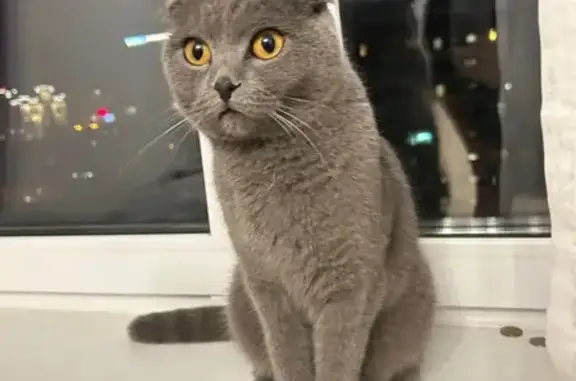 Найдена вислоухая кошка, Авиационная 16