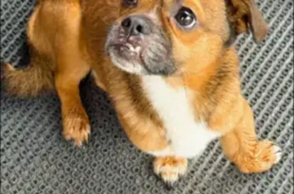 Найдена собака, , фото: Собака найдена в МО, рыжая, грудка белая