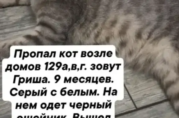 Кошки потеряшки, Владимир, фото: Потеряшка кошка, ул. Лакина 129В, Владимир