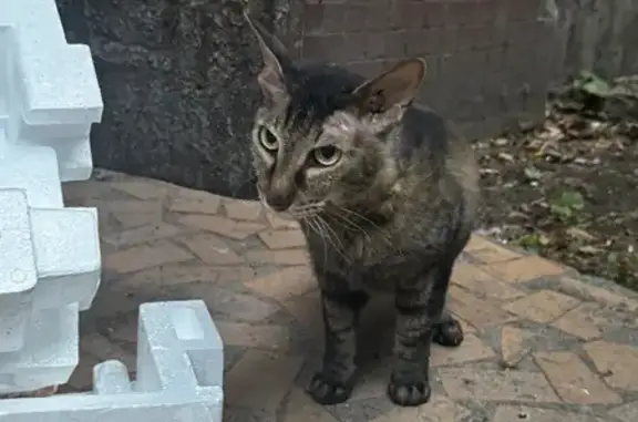 Найдена кошка, Выборг, фото: Кошка найдена, ул. Гагарина, 12, Выборг