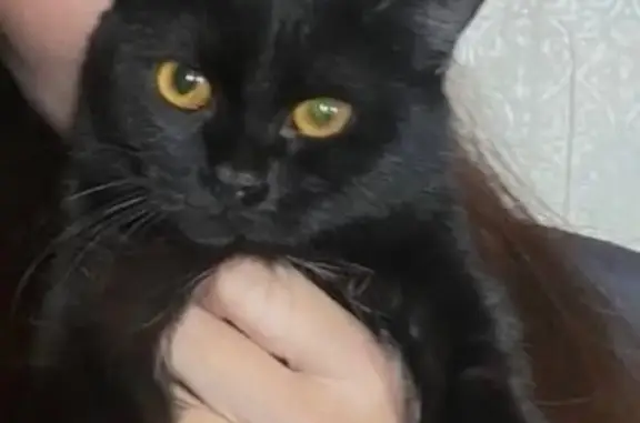 Кошки потеряшки, Кызыл, фото: Потеряшка черная кошка, ул. Титова, 23