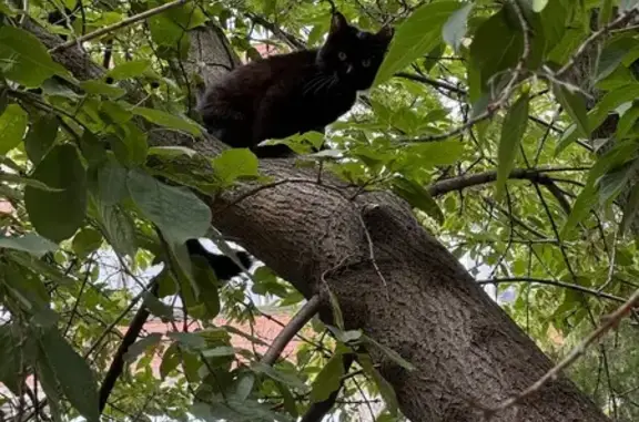 Найденные животные Томск, фото: Кошка найдена у магазина на Нечевском, 20А