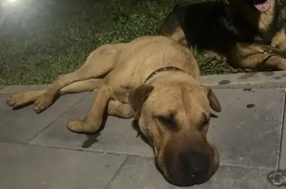 Найдена собака, Славянское городское поселение, фото: Собака найдена: Совхозная ул, 75/1, Славянск-на-Кубани