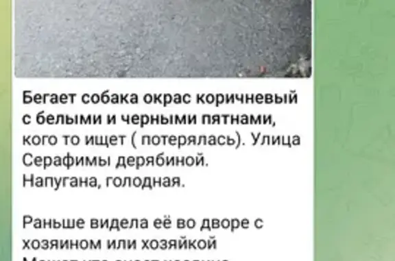 Охотничья собака на Серафимы Дерябиной