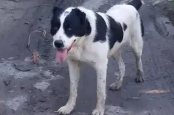 Собака найдена: ул. О. Кошевого, 19, Екб