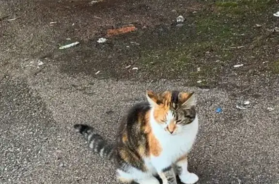 Найдена кошка, Санкт-Петербург, фото: Кошка найдена у больницы, Луначарского, 47