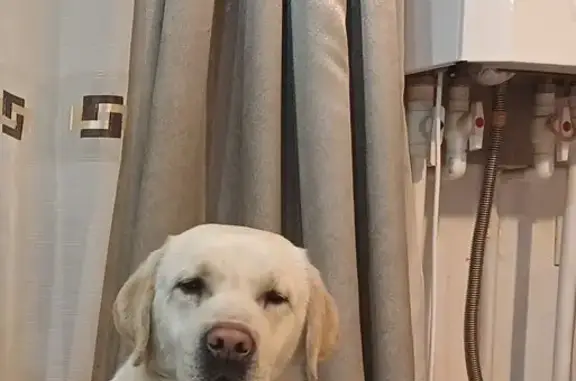 Собаки потеряшки, , фото: Потеряшка лабрадор на Алтайской улице, Лесной