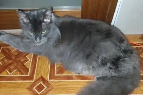 Кошки потеряшки, Московская область, фото: Потеряшка кошка, 57, Московская область