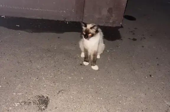 Кошка найдена: Полевая ул., 17, Медведево