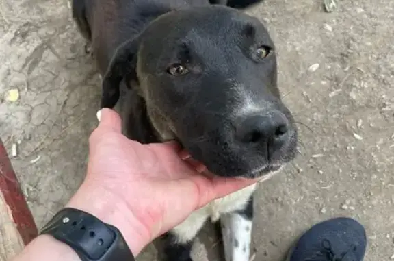 Стафф ищет дом, Симферополь, Сельская ул.