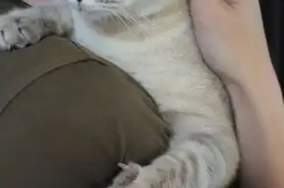 Кошки потеряшки, Оренбург, фото: Потеряшка кошка Серый, Гагарина, 8А