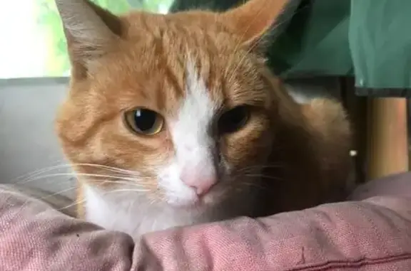 Найдена кошка, Свердловская область, фото: Кот найден в СНТ Уралмаш Зелёный Бор