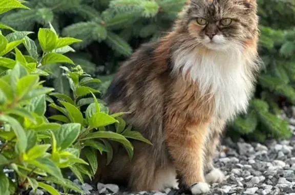 Пропала кошка, Виноградная ул., Чалтырь