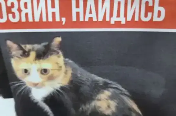 Пропала кошка, Свияжская 20, Ульяновск