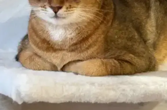 Пропала кошка, 2-я Дачная ул., 4