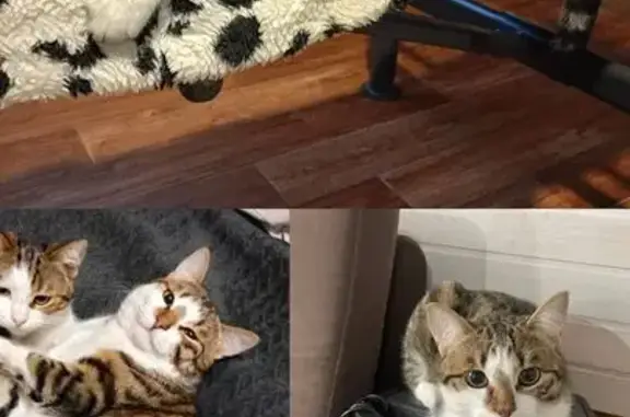 Кошки потеряшки, Иркутск, фото: Потеряшка кот Сэм, Алмазная 22, Иркутск