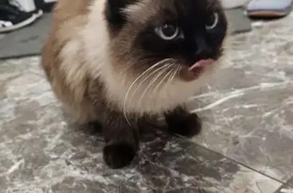 Кошка найдена, ул. Седова, 9 к1, Тула