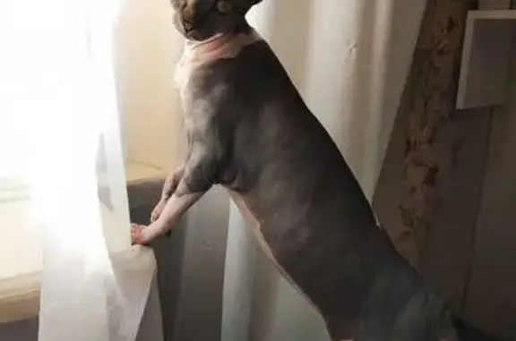 Кошки потеряшки, Тольятти, фото: Потеряшка кошка, Лизы Чайкиной 39, Тольятти