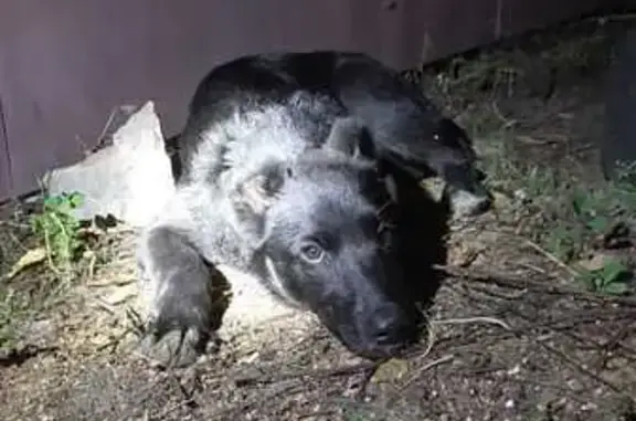 Щенок найден у ДК Восток, Конституции 7А