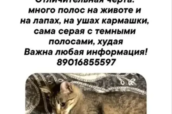Пропала кошка, ул. Мякишева, Иваново