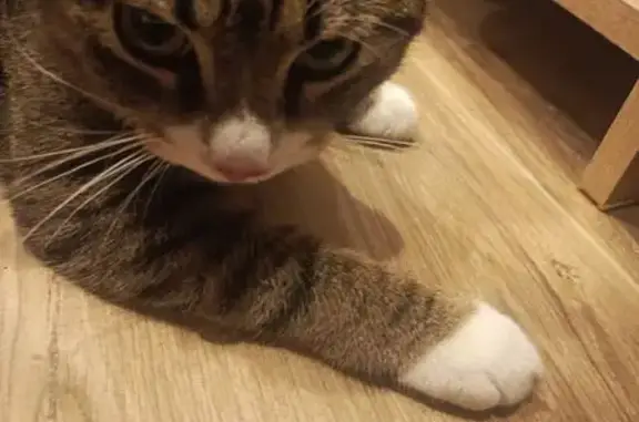 Кошка найдена у Измайловского бульвара 9к1